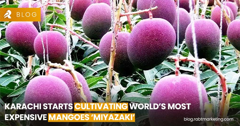 Karachi Starts Cultivating World’s Most Expensive Mangoes ‘Miyazaki’