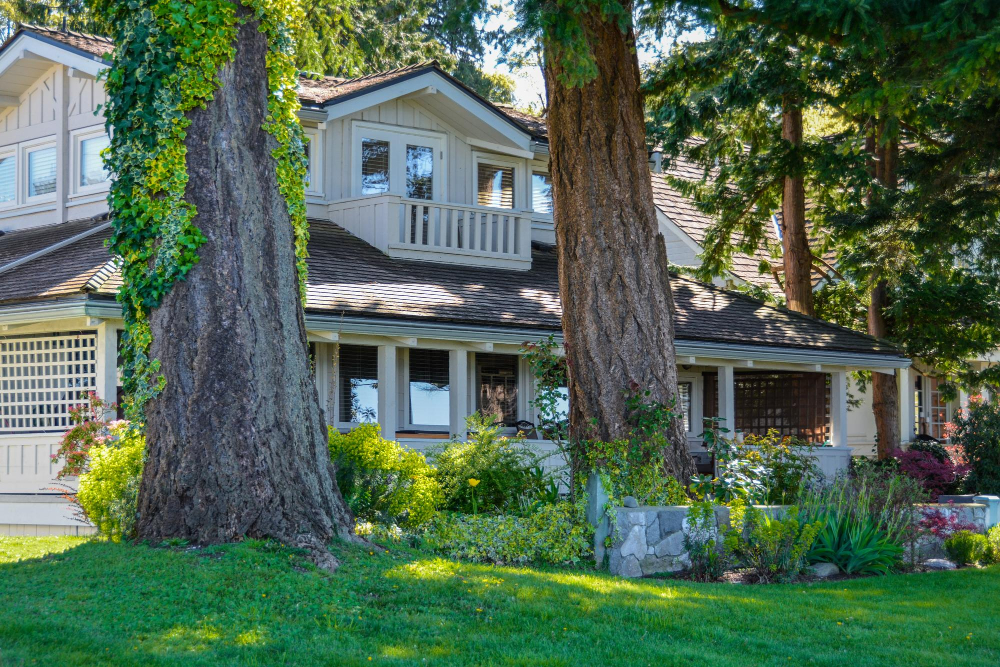 Trees in yard home